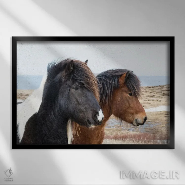 تابلو ایسلند، آکوریری. اسبهای ایسلندی اثر الن گاف - نمای قابدار مشکی
