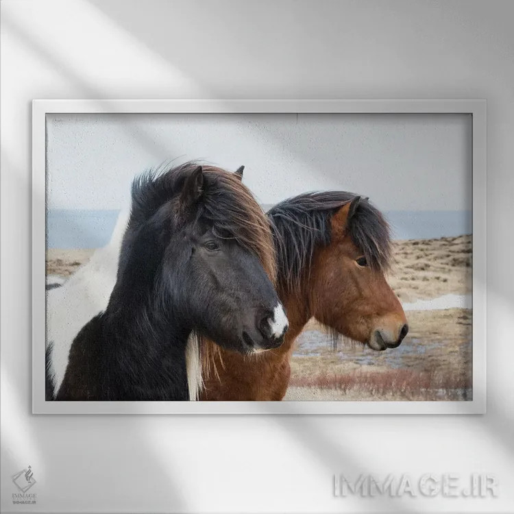 تابلو ایسلند، آکوریری. اسبهای ایسلندی اثر الن گاف - نمای قابدار سفید