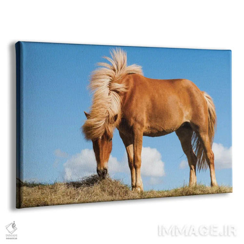 تابلو ایسلند، دریاچه میواتن، اسب ایسلندی. پرترهای از اسب ایسلندی I اثر الن گاف - نمای پرسپکتیو محصول