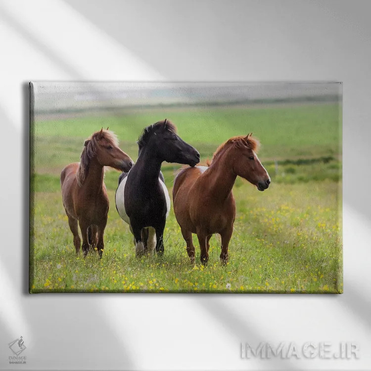 تابلو ایسلند، جنوب غربی ایسلند. اسبهای ایسلندی در دشتی پر از گلهای وحشی لذت میبرند اثر الن گاف - نمای روبهرو روی دیوار