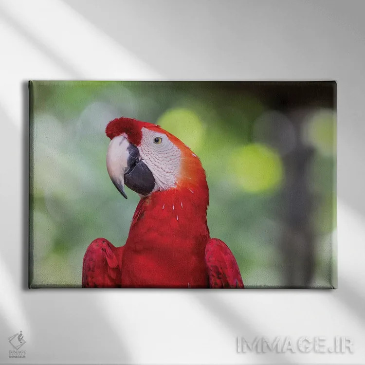 تابلو آمریکای جنوبی، برزیل، آمازون، مانائوس. نمای نزدیک از یک طوطی مکائو اسکارلت (پرنده) اثر الن گاف - نمای روبهرو روی دیوار