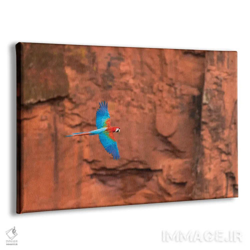 تابلو آمریکای جنوبی، برزیل، ماتو گروسو دو سول، جاردیم. مکائوهای سرخ و سبز در حال پرواز در گودال طبیعی II (پرنده) اثر الن گاف - نمای پرسپکتیو محصول