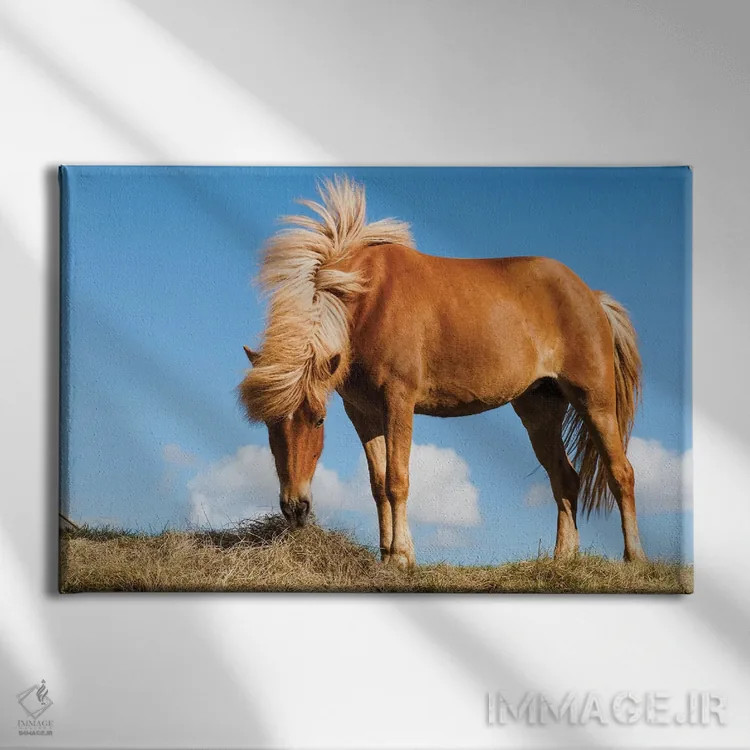 تابلو ایسلند، دریاچه میواتن، اسب ایسلندی. پرترهای از اسب ایسلندی I اثر الن گاف - نمای روبهرو روی دیوار