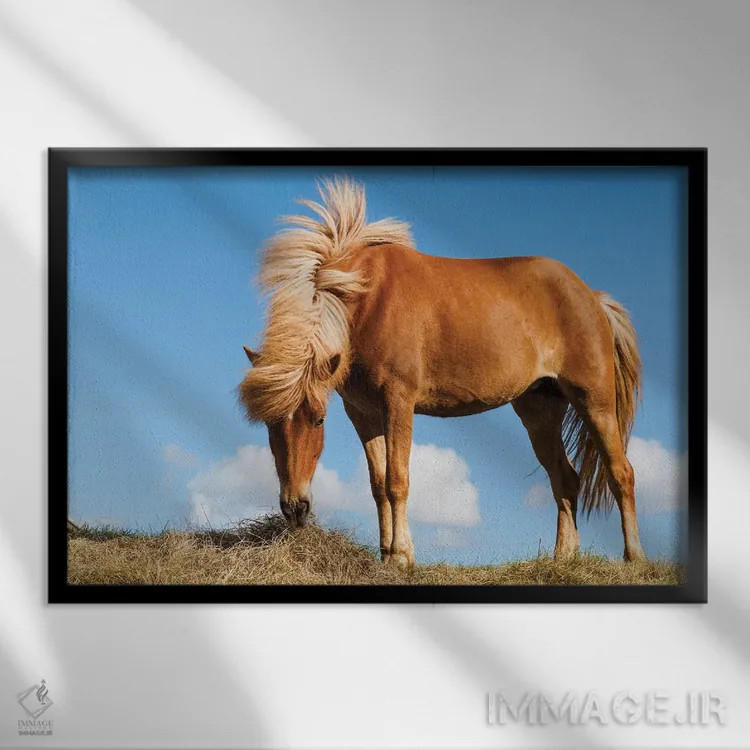 تابلو ایسلند، دریاچه میواتن، اسب ایسلندی. پرترهای از اسب ایسلندی I اثر الن گاف - نمای قابدار مشکی