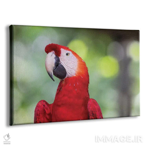 تابلو آمریکای جنوبی، برزیل، آمازون، مانائوس. نمای نزدیک از یک طوطی مکائو اسکارلت (پرنده) اثر الن گاف - نمای پرسپکتیو محصول