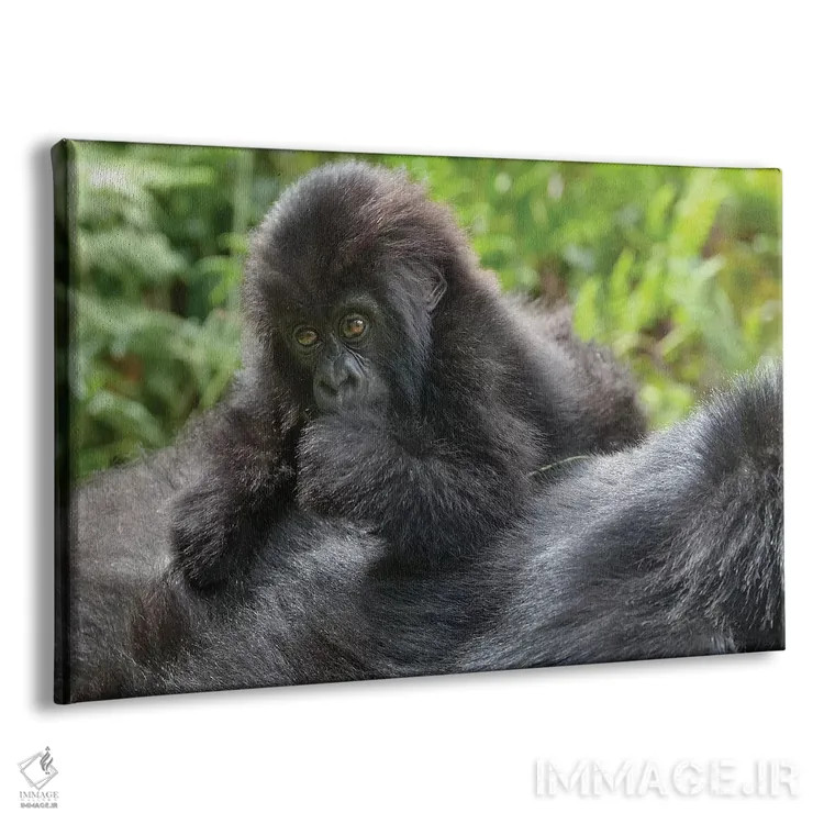 تابلو گوریل کوهی جوان در حال بازی روی پشت مادرش، پارک ملی آتشفشانها، رواندا اثر الن گاف - نمای پرسپکتیو محصول