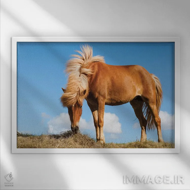 تابلو ایسلند، دریاچه میواتن، اسب ایسلندی. پرترهای از اسب ایسلندی I اثر الن گاف - نمای قابدار سفید