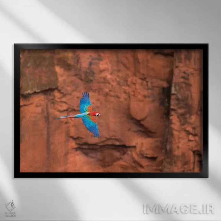 تابلو آمریکای جنوبی، برزیل، ماتو گروسو دو سول، جاردیم. مکائوهای سرخ و سبز در حال پرواز در گودال طبیعی II (پرنده) اثر الن گاف - نمای قابدار مشکی