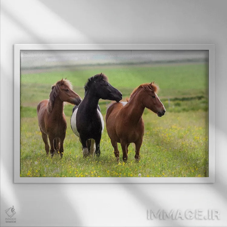 تابلو ایسلند، جنوب غربی ایسلند. اسبهای ایسلندی در دشتی پر از گلهای وحشی لذت میبرند اثر الن گاف - نمای قابدار سفید