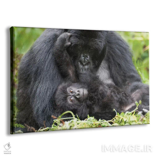 تابلو گوریل کوهی ماده به همراه بچهاش، پارک ملی آتشفشانها، رواندا اثر الن گاف - نمای پرسپکتیو محصول