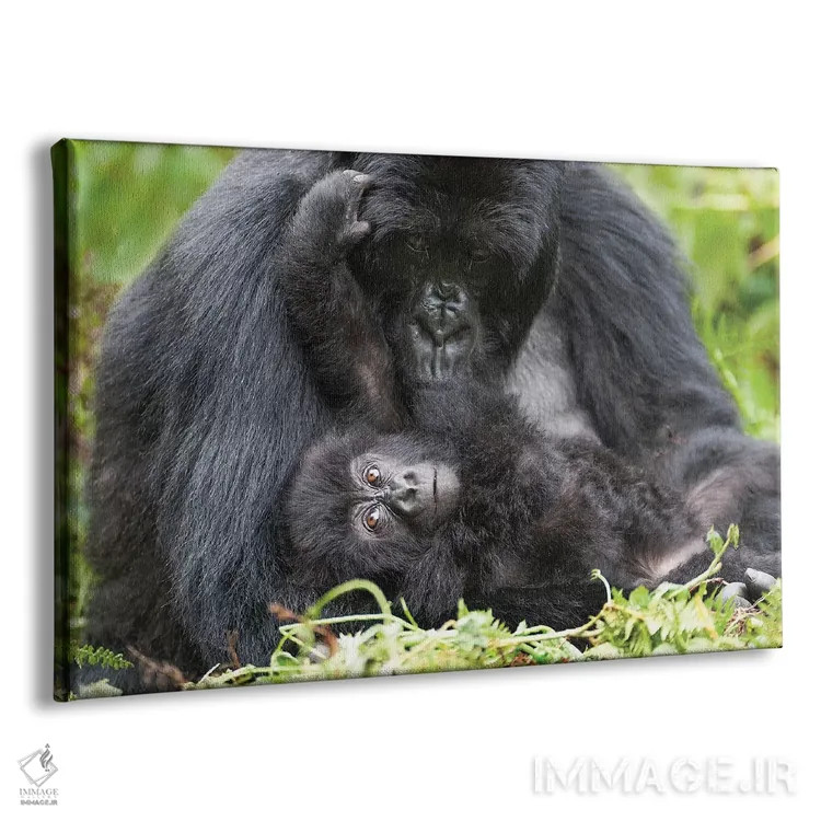 تابلو گوریل کوهی ماده به همراه بچهاش، پارک ملی آتشفشانها، رواندا اثر الن گاف - نمای پرسپکتیو محصول