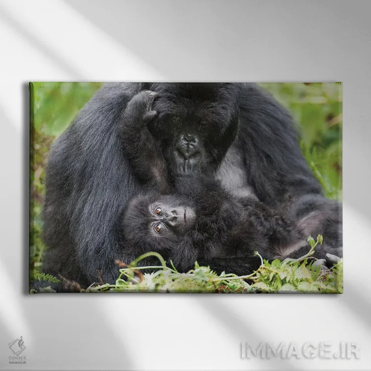 تابلو گوریل کوهی ماده به همراه بچهاش، پارک ملی آتشفشانها، رواندا اثر الن گاف - نمای روبهرو روی دیوار