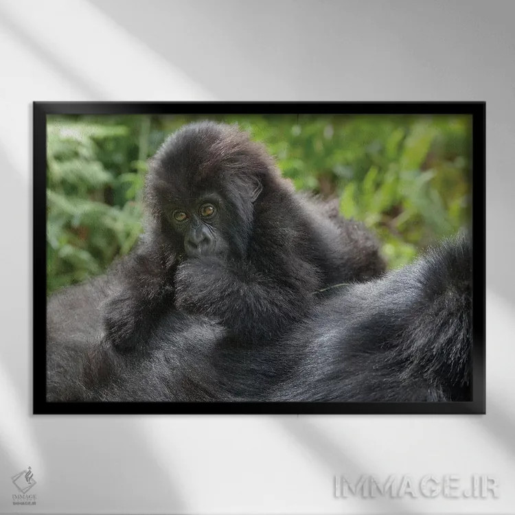 تابلو گوریل کوهی جوان در حال بازی روی پشت مادرش، پارک ملی آتشفشانها، رواندا اثر الن گاف - نمای قابدار مشکی