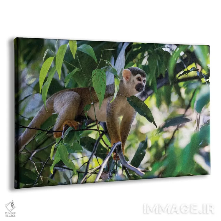 تابلو برزیل، آمازون، مانائوس. میمون سنجابی معمولی در میان درختان اثر الن گاف - نمای پرسپکتیو محصول