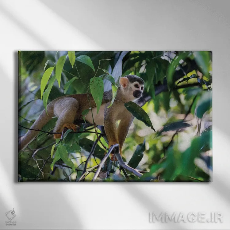 تابلو برزیل، آمازون، مانائوس. میمون سنجابی معمولی در میان درختان اثر الن گاف - نمای روبهرو روی دیوار