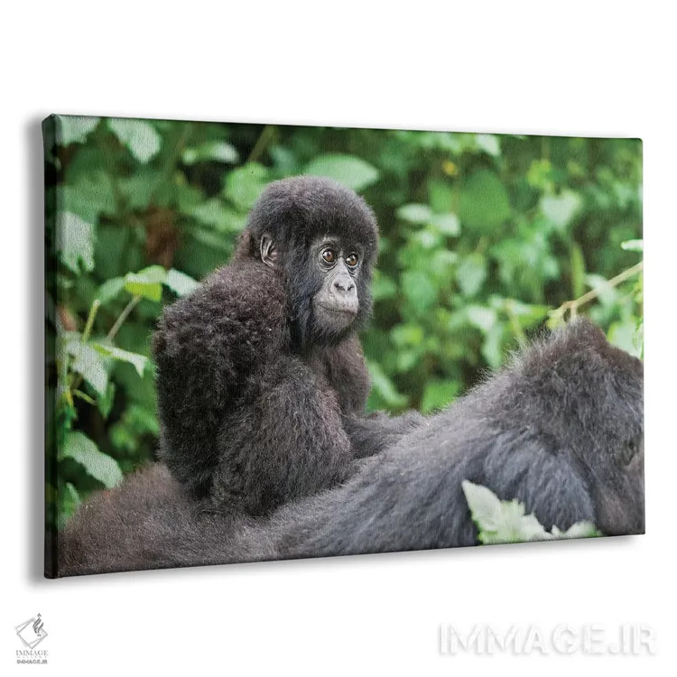 تابلو بچه گوریل کوهی جوان بر پشت مادرش سوار است، پارک ملی آتشفشانها، رواندا اثر الن گاف - نمای پرسپکتیو محصول