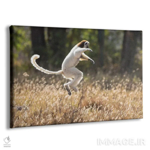 تابلو ماداگاسکار، ذخیرهگاه برنتی. سیفاکا وریو در حال جستوخیز از جایی به جای دیگر (نوعی لمور) اثر الن گاف - نمای پرسپکتیو محصول