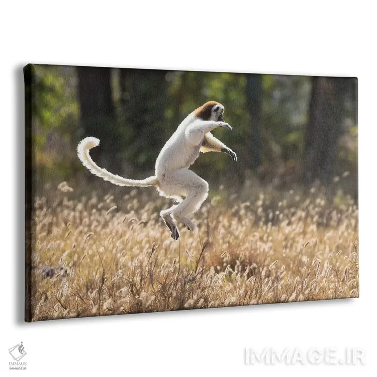 تابلو ماداگاسکار، ذخیرهگاه برنتی. سیفاکا وریو در حال جستوخیز از جایی به جای دیگر (نوعی لمور) اثر الن گاف - نمای پرسپکتیو محصول