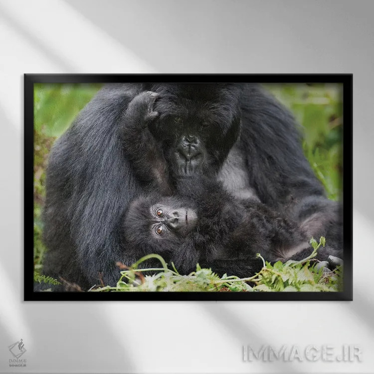 تابلو گوریل کوهی ماده به همراه بچهاش، پارک ملی آتشفشانها، رواندا اثر الن گاف - نمای قابدار مشکی