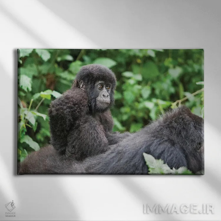 تابلو بچه گوریل کوهی جوان بر پشت مادرش سوار است، پارک ملی آتشفشانها، رواندا اثر الن گاف - نمای روبهرو روی دیوار