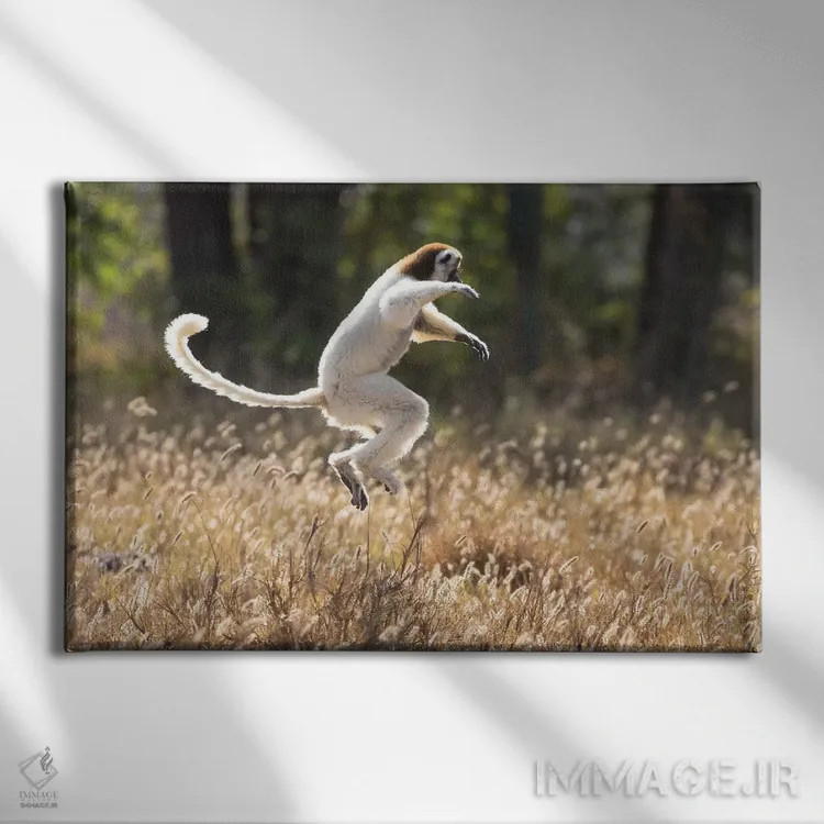 تابلو ماداگاسکار، ذخیرهگاه برنتی. سیفاکا وریو در حال جستوخیز از جایی به جای دیگر (نوعی لمور) اثر الن گاف - نمای روبهرو روی دیوار