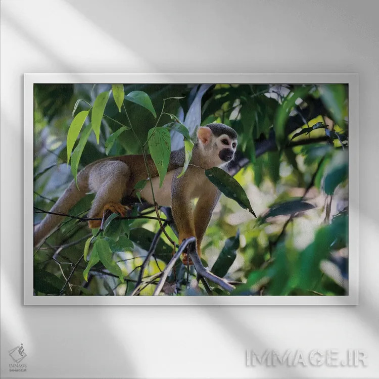 تابلو برزیل، آمازون، مانائوس. میمون سنجابی معمولی در میان درختان اثر الن گاف - نمای قابدار سفید