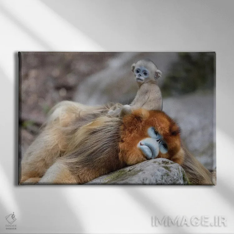 تابلو میمون طلایی بیبینی تازه متولد شده نشسته بر پشت پدرش، ذخیرهگاه طبیعی ملی فوپینگ، استان شاآنشی، چین اثر الن گاف - نمای روبهرو روی دیوار
