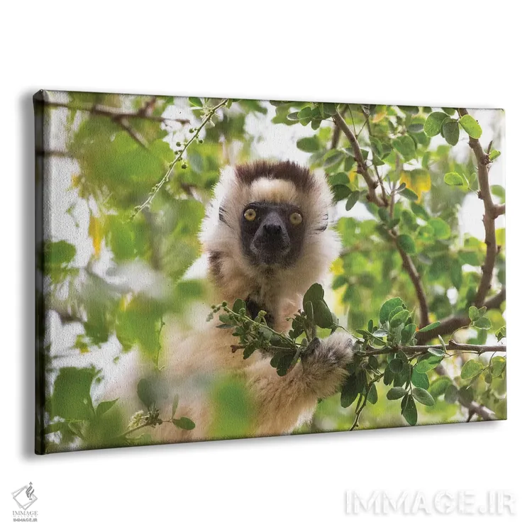 تابلو ماداگاسکار، ذخیرهگاه برنتی. پرترهای از سیفاکا وریو در حال خوردن برگ از درخت (نوعی لمور) اثر الن گاف - نمای پرسپکتیو محصول