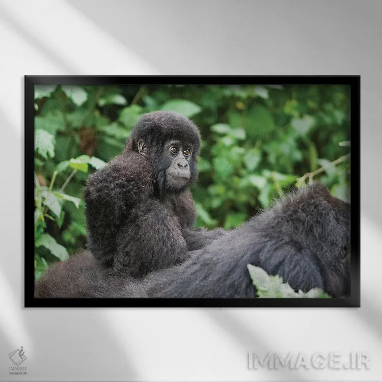 تابلو بچه گوریل کوهی جوان بر پشت مادرش سوار است، پارک ملی آتشفشانها، رواندا اثر الن گاف - نمای قابدار مشکی