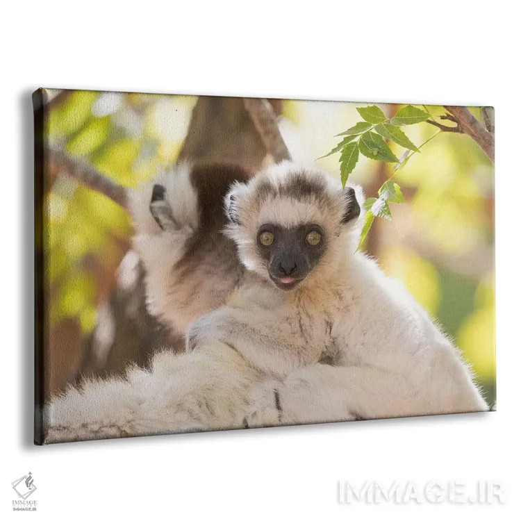 تابلو ماداگاسکار، ذخیرهگاه برنتی. پرترهای از مادر سیفاکا وریو که بچهاش را حمل میکند (نوعی لمور) اثر الن گاف - نمای پرسپکتیو محصول