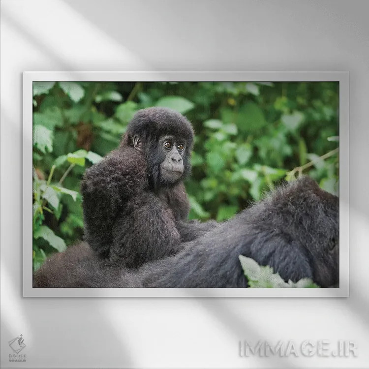 تابلو بچه گوریل کوهی جوان بر پشت مادرش سوار است، پارک ملی آتشفشانها، رواندا اثر الن گاف - نمای قابدار سفید