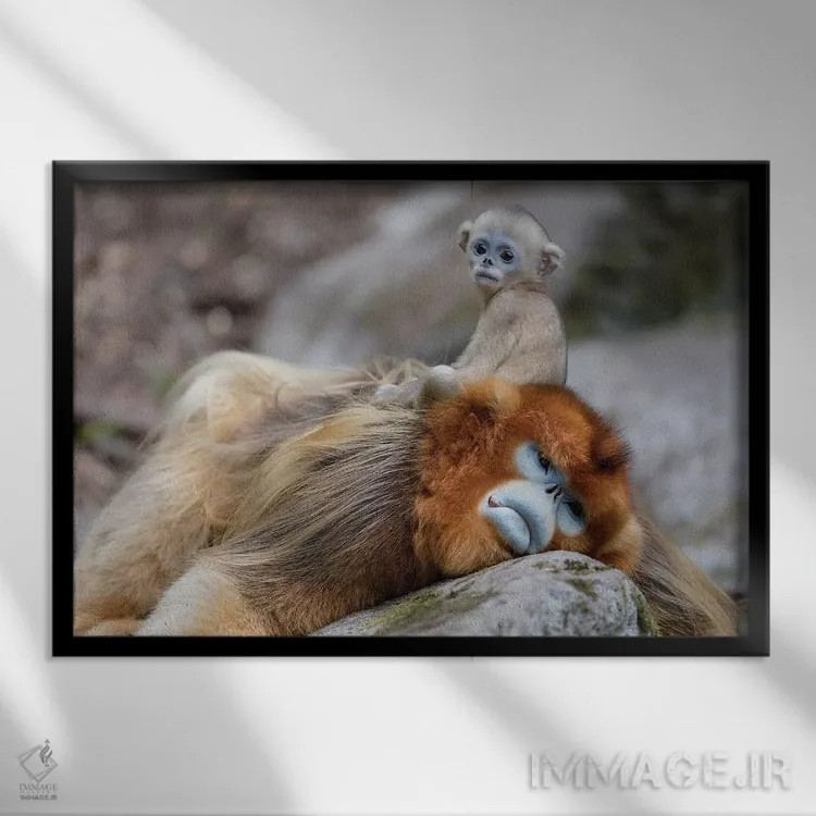 تابلو میمون طلایی بیبینی تازه متولد شده نشسته بر پشت پدرش، ذخیرهگاه طبیعی ملی فوپینگ، استان شاآنشی، چین اثر الن گاف - نمای قابدار مشکی