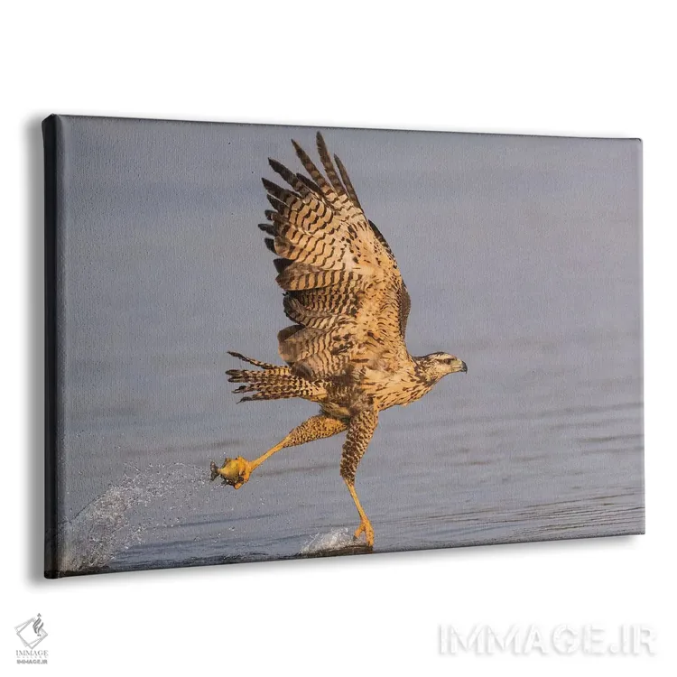 تابلو برزیل، منطقه پانتانال، رودخانه کلارو. قوش سیاه بزرگ نابالغ در حال پرواز و صید ماهی اثر الن گاف - نمای پرسپکتیو محصول