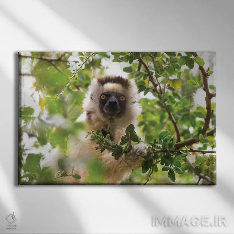 تابلو ماداگاسکار، ذخیرهگاه برنتی. پرترهای از سیفاکا وریو در حال خوردن برگ از درخت (نوعی لمور) اثر الن گاف - نمای روبهرو روی دیوار