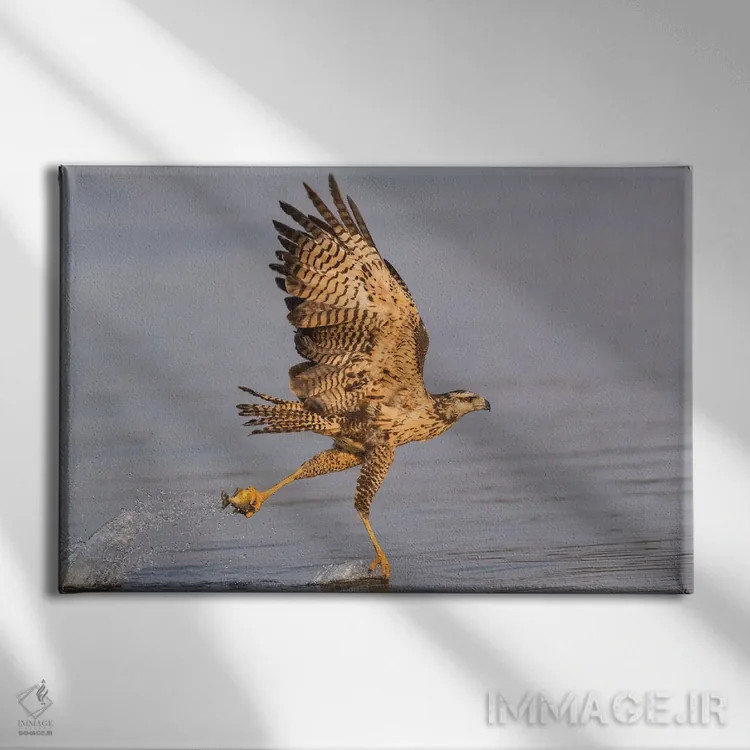 تابلو برزیل، منطقه پانتانال، رودخانه کلارو. قوش سیاه بزرگ نابالغ در حال پرواز و صید ماهی اثر الن گاف - نمای روبهرو روی دیوار