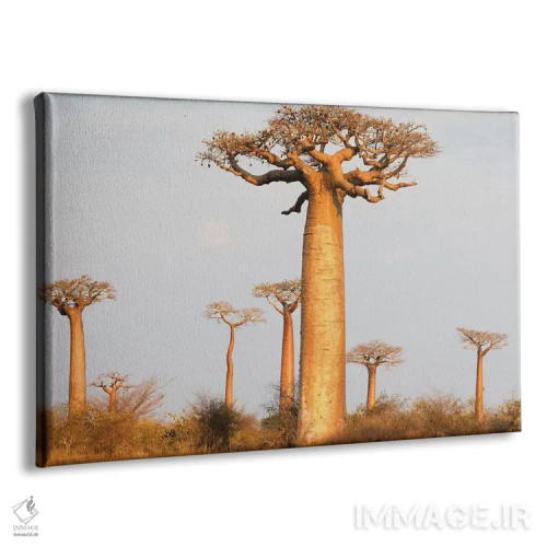 تابلو ماداگاسکار، مورونداوا، مسیر بائوبابها. درختان بائوباب در نور صبحگاهی اثر الن گاف - نمای پرسپکتیو محصول
