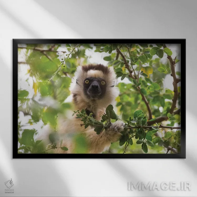 تابلو ماداگاسکار، ذخیرهگاه برنتی. پرترهای از سیفاکا وریو در حال خوردن برگ از درخت (نوعی لمور) اثر الن گاف - نمای قابدار مشکی