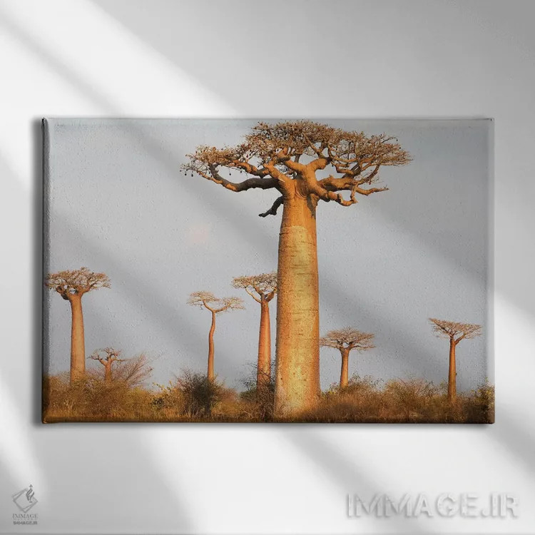 تابلو ماداگاسکار، مورونداوا، مسیر بائوبابها. درختان بائوباب در نور صبحگاهی اثر الن گاف - نمای روبهرو روی دیوار
