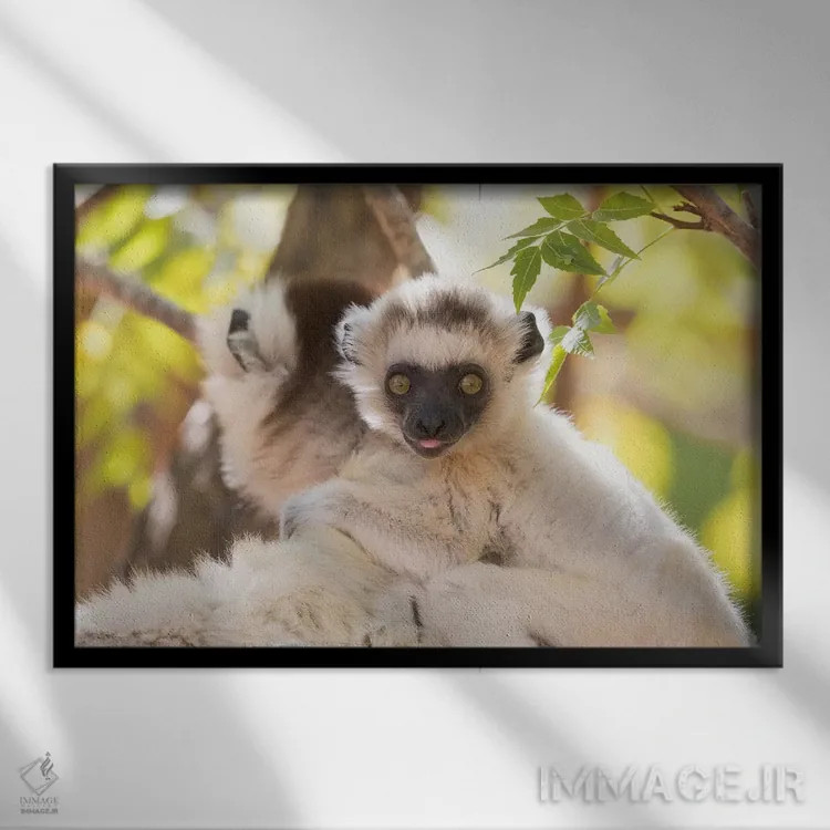 تابلو ماداگاسکار، ذخیرهگاه برنتی. پرترهای از مادر سیفاکا وریو که بچهاش را حمل میکند (نوعی لمور) اثر الن گاف - نمای قابدار مشکی