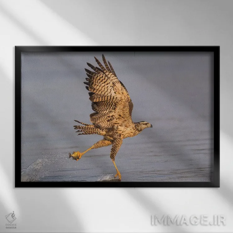 تابلو برزیل، منطقه پانتانال، رودخانه کلارو. قوش سیاه بزرگ نابالغ در حال پرواز و صید ماهی اثر الن گاف - نمای قابدار مشکی