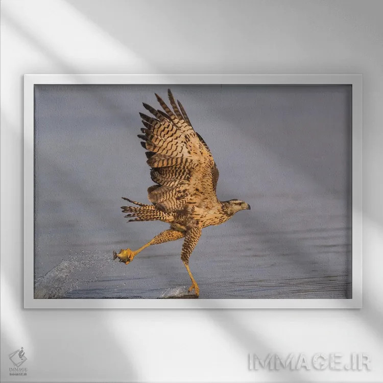 تابلو برزیل، منطقه پانتانال، رودخانه کلارو. قوش سیاه بزرگ نابالغ در حال پرواز و صید ماهی اثر الن گاف - نمای قابدار سفید