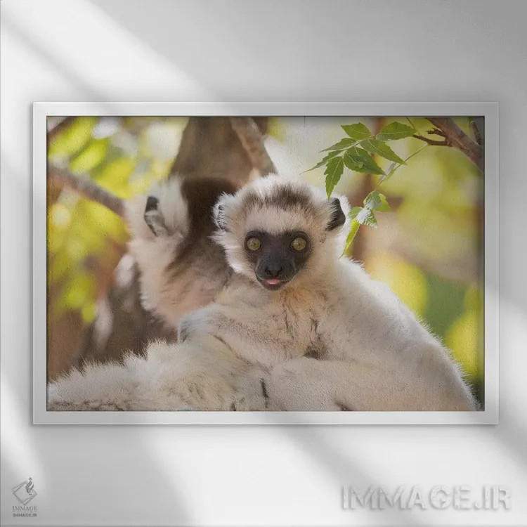 تابلو ماداگاسکار، ذخیرهگاه برنتی. پرترهای از مادر سیفاکا وریو که بچهاش را حمل میکند (نوعی لمور) اثر الن گاف - نمای قابدار سفید