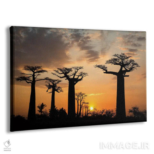 تابلو ماداگاسکار، مورونداوا، مسیر بائوبابها. درخت بائوباب گرندیدیر(ادانسونیا گرندیدیهری) در هنگام غروب آفتاب اثر الن گاف - نمای پرسپکتیو محصول