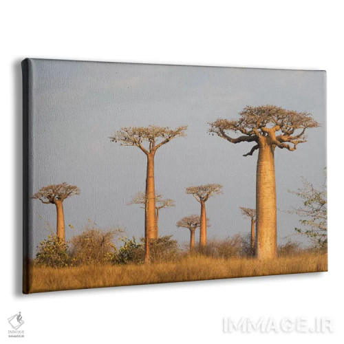 تابلو ماداگاسکار، مورونداوا، مسیر بائوبابها. درخت بائوباب گرندیدیر در نور صبح زود اثر الن گاف - نمای پرسپکتیو محصول