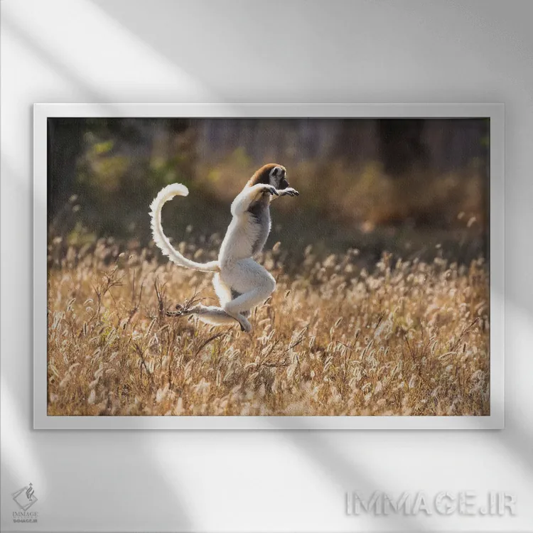 تابلو ماداگاسکار، ذخیرهگاه برنتی. سیفاکا وریو در حال جستوخیز در محلی بدون درخت (نوعی لمور) اثر الن گاف - نمای قابدار سفید