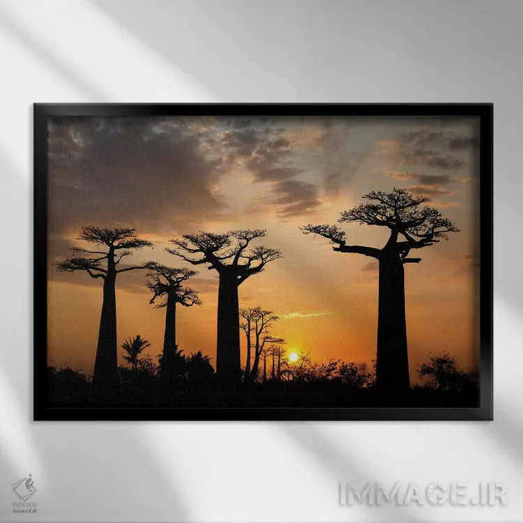 تابلو ماداگاسکار، مورونداوا، مسیر بائوبابها. درخت بائوباب گرندیدیر(ادانسونیا گرندیدیهری) در هنگام غروب آفتاب اثر الن گاف - نمای قابدار مشکی