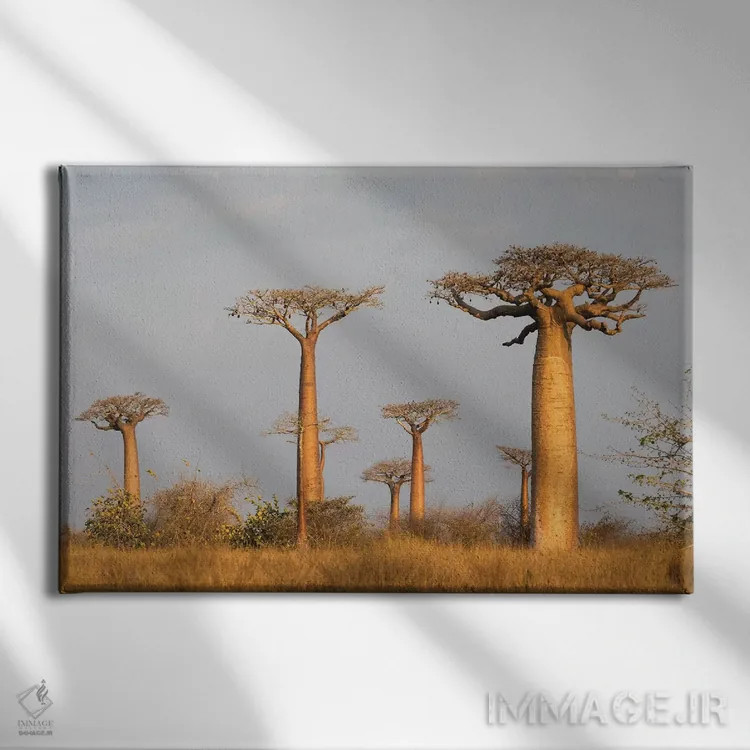 تابلو ماداگاسکار، مورونداوا، مسیر بائوبابها. درخت بائوباب گرندیدیر در نور صبح زود اثر الن گاف - نمای روبهرو روی دیوار