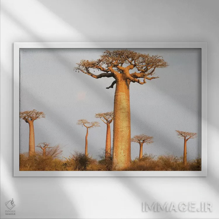 تابلو ماداگاسکار، مورونداوا، مسیر بائوبابها. درختان بائوباب در نور صبحگاهی اثر الن گاف - نمای قابدار سفید