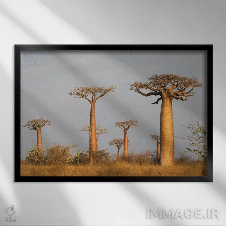 تابلو ماداگاسکار، مورونداوا، مسیر بائوبابها. درخت بائوباب گرندیدیر در نور صبح زود اثر الن گاف - نمای قابدار مشکی