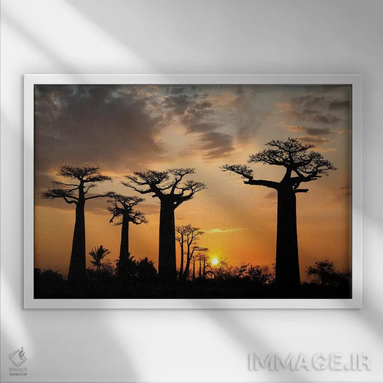تابلو ماداگاسکار، مورونداوا، مسیر بائوبابها. درخت بائوباب گرندیدیر(ادانسونیا گرندیدیهری) در هنگام غروب آفتاب اثر الن گاف - نمای قابدار سفید